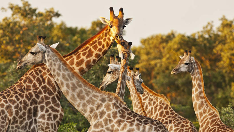 无人,横图,室外,白天,哺乳动物,长颈鹿,野生动物,博茨瓦纳,动物,摄影,奥卡万戈三角洲,颈,彩图