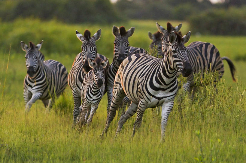 无人,跑,横图,室外,白天,日落,斑马,哺乳动物,马,野生动物,博茨瓦纳,条纹,环保,动物,摄影,能源,回收,资源,恐怖,忧虑,利用,低碳,循环,驹,奥卡万戈三角洲,持续,迷惑,彩图