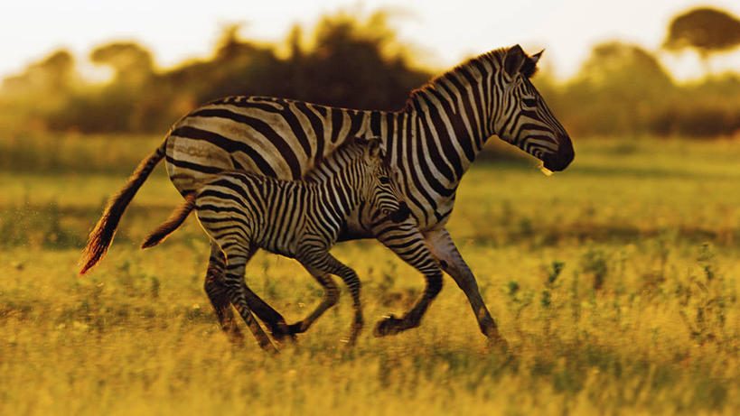 无人,跑,横图,室外,白天,侧面,运动模糊,日落,斑马,哺乳动物,马,野生动物,博茨瓦纳,条纹,自然,动物,两只,摄影,保护,恐怖,忧虑,驹,奥卡万戈三角洲,迷惑,危险,彩图
