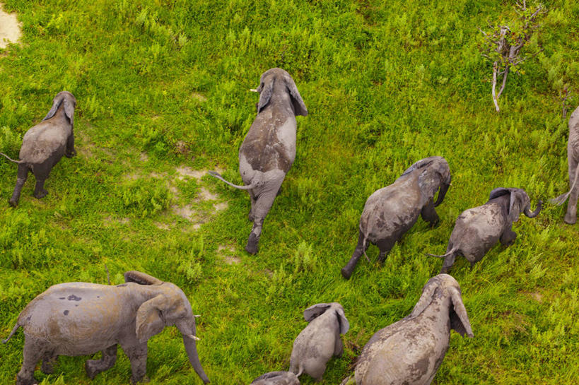 无人,横图,俯视,航拍,室外,白天,哺乳动物,野生动物,博茨瓦纳,非洲象,动物,摄影,巨大,庞大,鸟瞰,奥卡万戈三角洲,支配,宏大,硕大,伟大,象,彩图,高角度拍摄