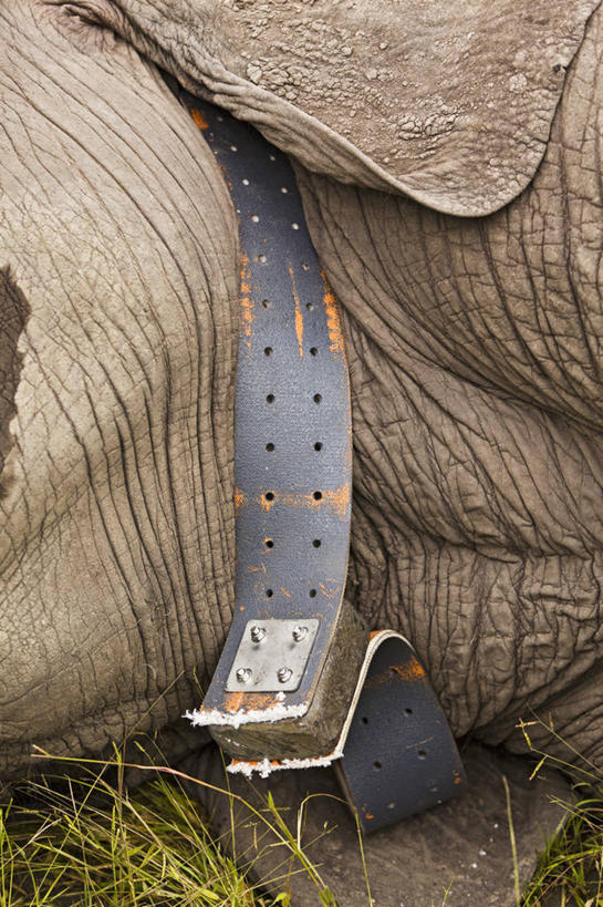 无人,竖图,室外,特写,白天,哺乳动物,野生动物,博茨瓦纳,科学,非洲象,动物,摄影,保护,奥卡万戈三角洲,濒危物种,象,彩图