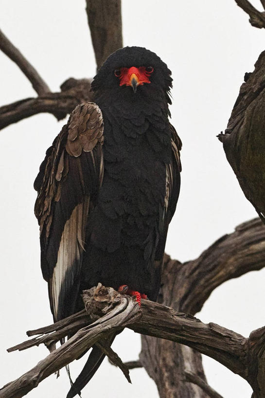 无人,竖图,室外,白天,正面,野生动物,鹰,博茨瓦纳,鸟类,动物,摄影,喙,奥卡万戈三角洲,彩图
