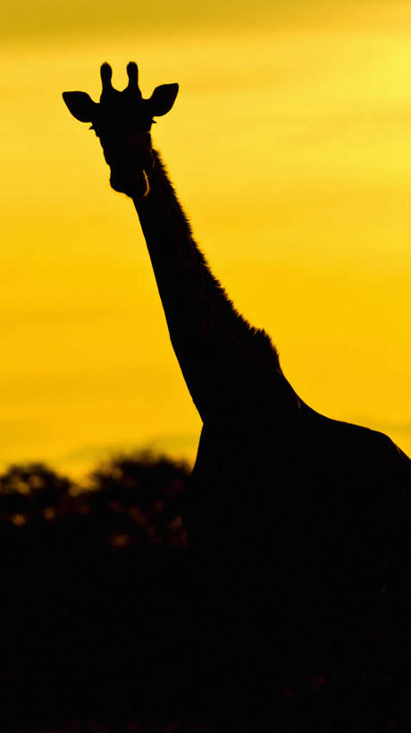 无人,竖图,室外,白天,日落,哺乳动物,长颈鹿,野生动物,博茨瓦纳,动物,摄影,剪影,奥卡万戈三角洲,颈,彩图