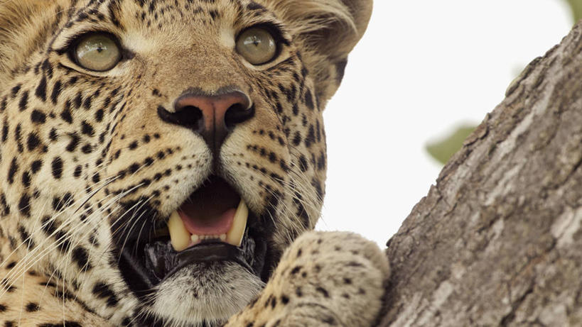 无人,横图,室外,特写,白天,正面,哺乳动物,野生动物,博茨瓦纳,捕食,动物,摄影,美洲豹,进攻,机敏,危险,彩图