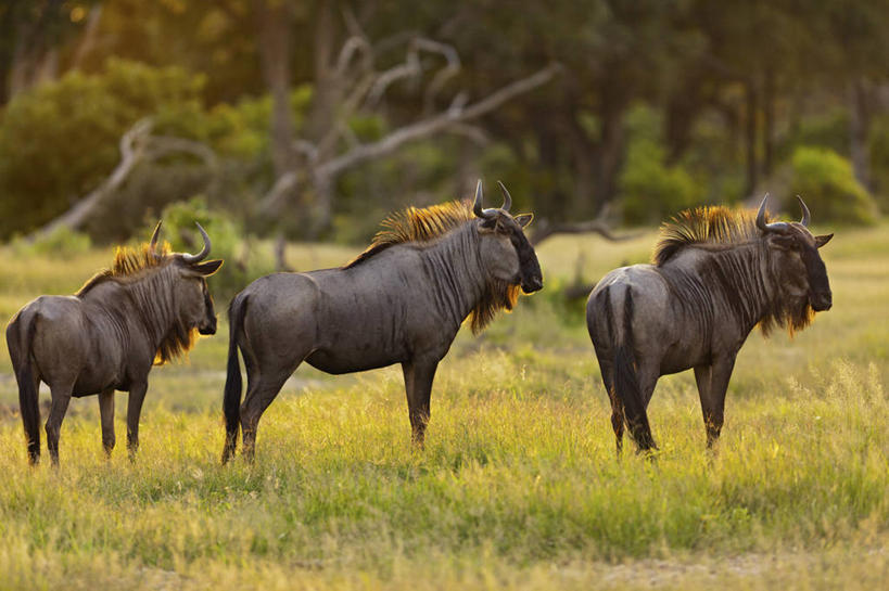 无人,横图,室外,白天,侧面,哺乳动物,野生动物,博茨瓦纳,三只,羚羊,动物,摄影,非洲大羚,奥卡万戈三角洲,彩图