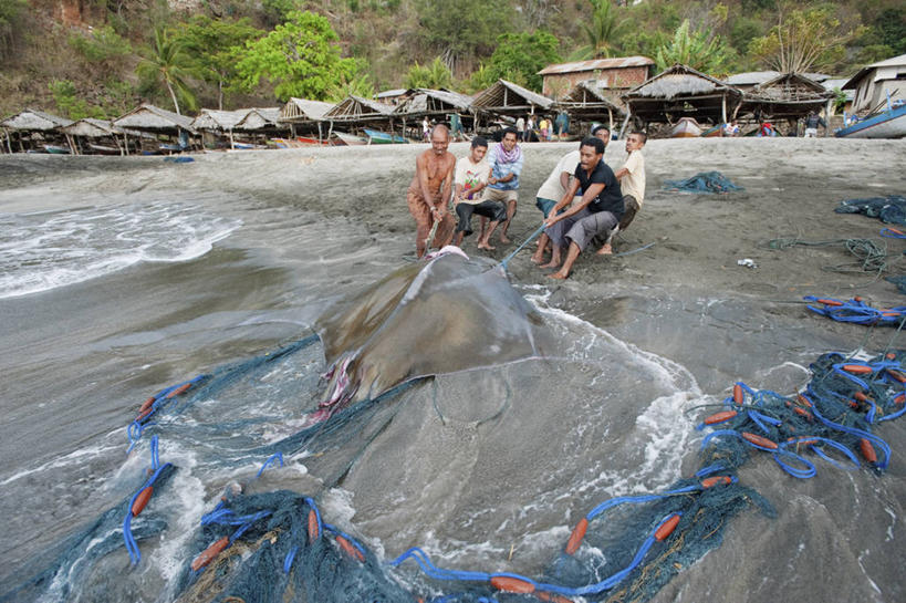 成年人,中年人,人群,横图,室外,白天,渔业,海洋,印度尼西亚,工作,食品,鱼类,摄影,死亡,鱼网,魟,殒命,灭亡,男人,中年男性,马来西亚人,海滩,海产,彩图