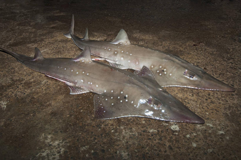 无人,横图,室外,夜晚,渔业,鲨鱼,斯里兰卡,亚洲,动物,摄影,死亡,南亚,斯里兰卡民主社会主义共和国,殒命,灭亡,尼甘布,彩图,鱼市