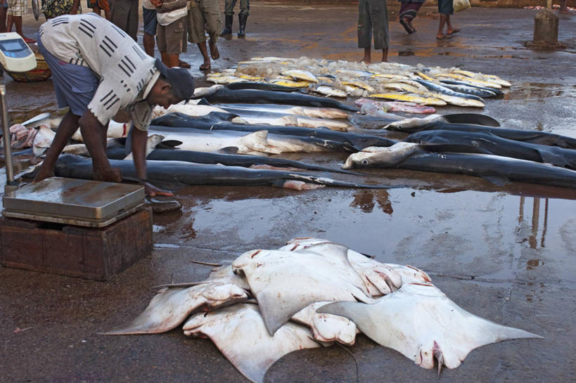 成年人,中年人,一个人,横图,室外,白天,渔业,鲨鱼,斯里兰卡,亚洲,仅一个男性,仅一个人,仅一个中年男性,食品,摄影,死亡,南亚,魟,斯里兰卡民主社会主义共和国,殒命,灭亡,尼甘布,男人,男性,中年男性,海产,彩图,鱼市