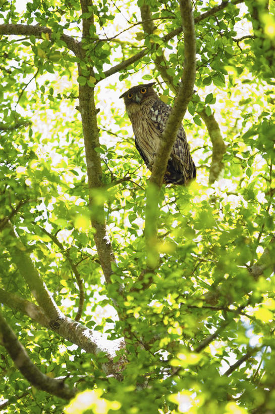 无人,竖图,室外,白天,猫头鹰,野生动物,叶子,斯里兰卡,鸟类,树,动物,摄影,栖息,彩图