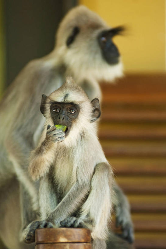 无人,吃,竖图,室外,白天,纯洁,野生动物,猴子,斯里兰卡,动物,两只,可爱,童年,童趣,摄影,叶猴,童真,烂漫,无邪,灵长目,天真,彩图