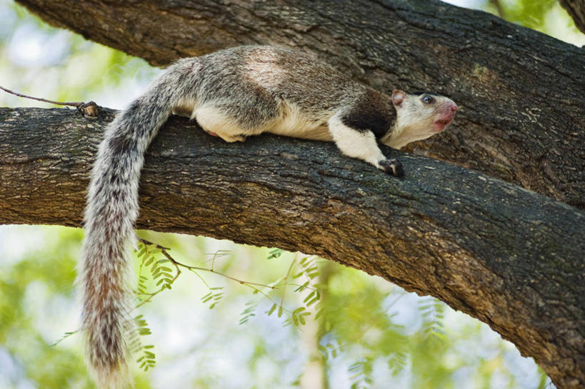 无人,横图,室外,白天,侧面,哺乳动物,野生动物,斯里兰卡,尾巴,树,动物,松鼠,摄影,彩图