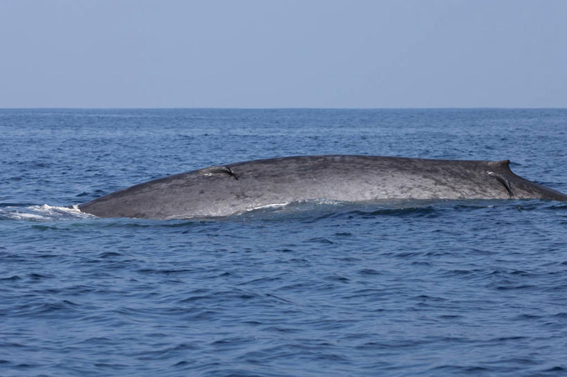 臀部,无人,横图,室外,白天,海洋,野生动物,斯里兰卡,动物,摄影,鲸,印度洋,蓝鲸,背鳍,彩图