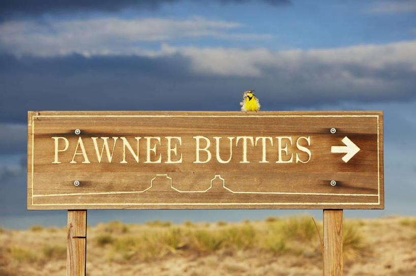 无人,横图,室外,白天,美景,野生动物,美国,鸟类,景观,自然,动物,景色,摄影,英文字母,幽默,唱,自然风光,反差,科罗拉多州,彩图,动物行为,大平原