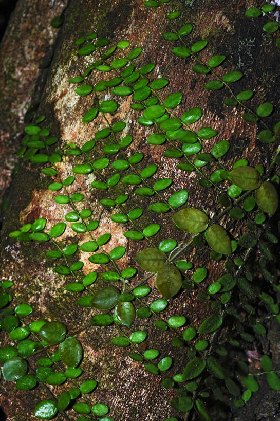 无人,竖图,室外,特写,叶子,树干,绿色,摄影,生长,式样,彩图,附生植物