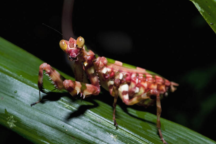 无人,横图,室外,特写,侧面,野生动物,叶子,马来西亚,亚洲,科学,昆虫,螳螂,自然,动物,摄影,东南亚,婆罗洲岛,马来西亚联邦,沙巴州,彩图