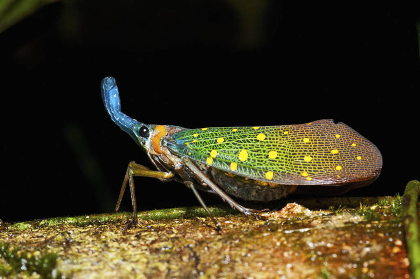 无人,横图,室外,白天,侧面,野生动物,马来西亚,亚洲,科学,昆虫,斑点,飞,黄色,蓝色,自然,动物,摄影,东南亚,外星人,婆罗洲岛,马来西亚联邦,沙巴州,彩图