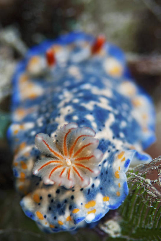 无人,竖图,特写,水下,科学,海蛞蝓,贝类,海洋生物,无脊椎动物,蓝色,动物,摄影,软体动物,海兔,水生动物,水生物,海底动物,海兔螺,彩图,东帝汶民主共和国,鳃