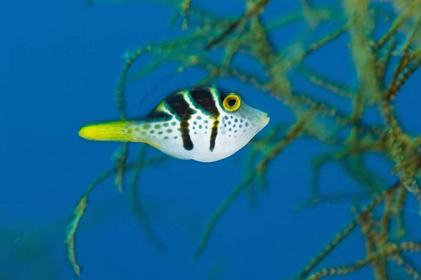 无人,横图,侧面,水下,科学,鱼类,动物,摄影,彩图,东帝汶民主共和国