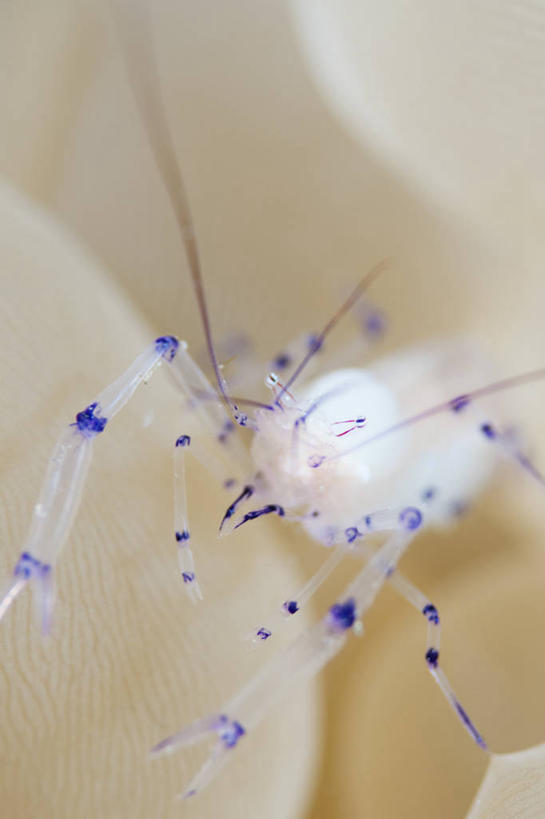 无人,竖图,特写,正面,水下,透明,科学,珊瑚,虾,无脊椎动物,动物,摄影,彩图,东帝汶民主共和国