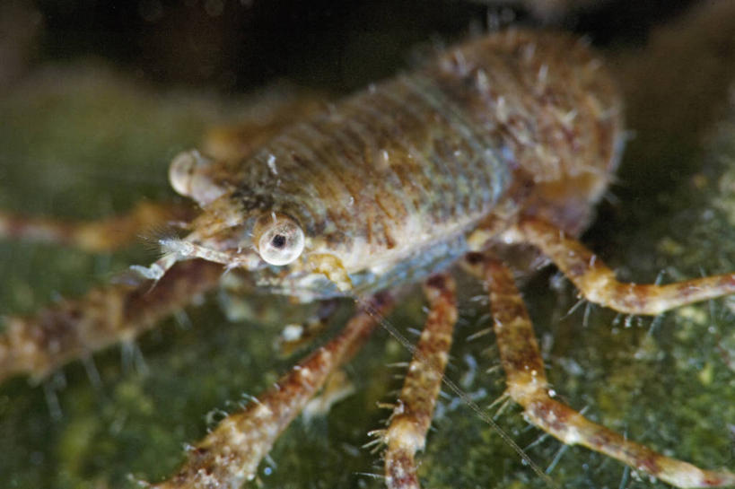 无人,横图,特写,水下,科学,无脊椎动物,动物,摄影,彩图,东帝汶民主共和国