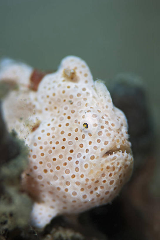 无人,竖图,特写,水下,科学,鱼,斑点,鱼类,海洋生物,动物,摄影,水生动物,水生物,海底动物,襞鱼,彩图,东帝汶民主共和国