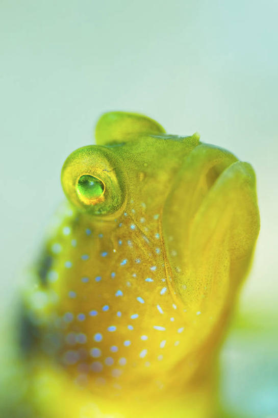 无人,竖图,特写,水下,科学,斑点,动物,摄影,虾虎鱼,彩图,东帝汶民主共和国