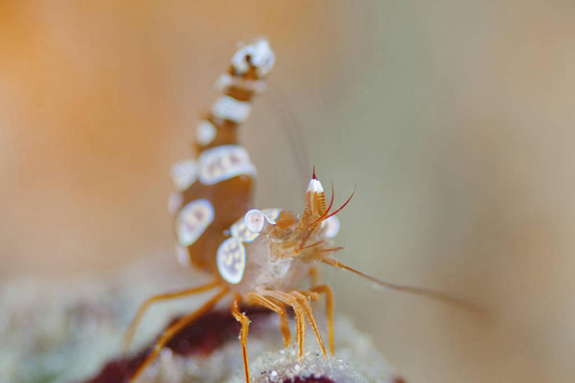 无人,横图,水下,科学,虾,白色,动物,橙色,摄影,彩图,东帝汶民主共和国