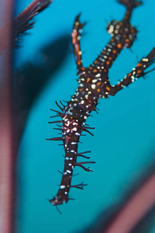 无人,竖图,特写,水下,科学,鱼类,动物,摄影,剃刀鱼,彩图,东帝汶民主共和国