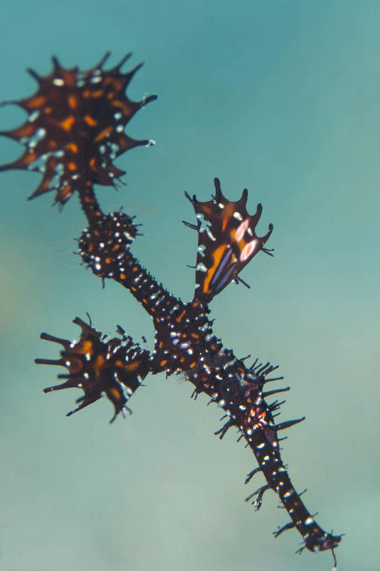 无人,竖图,水下,科学,鱼类,动物,摄影,剃刀鱼,彩图,东帝汶民主共和国