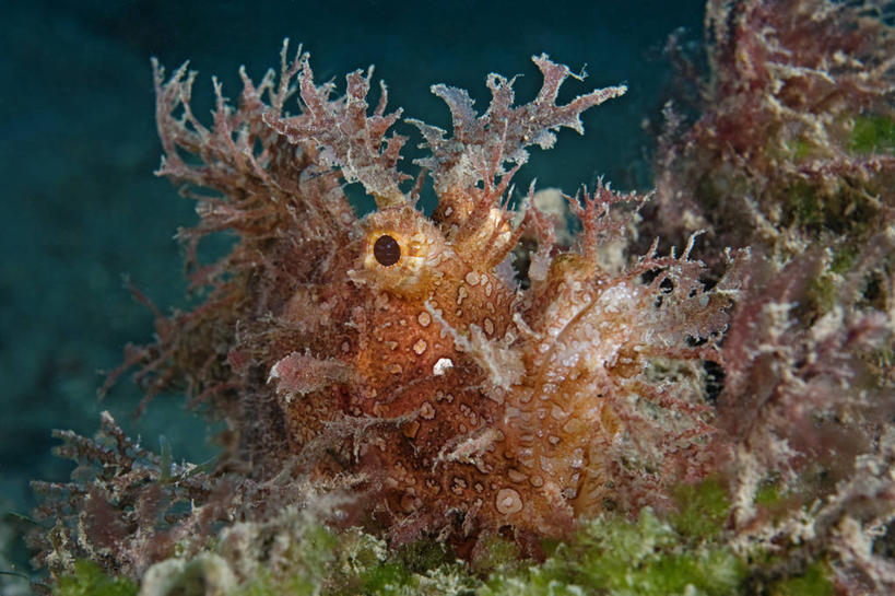 无人,横图,特写,水下,科学,鱼,鱼类,海洋生物,动物,摄影,鲉,水生动物,水生物,海底动物,花狮子,裸胸鲉,前鳍吻鮋,伊豆鲉,彩图,东帝汶民主共和国