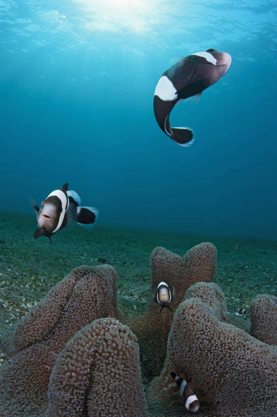 无人,竖图,白天,水下,海葵,四只,科学,鱼类,动物,摄影,保护,海葵鱼,彩图,东帝汶民主共和国,共生关系