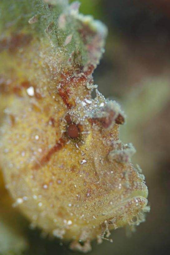 无人,竖图,特写,侧面,水下,科学,鱼类,动物,橙色,模仿,摄影,鲉,伪装,三棘带鲉,彩图,东帝汶民主共和国