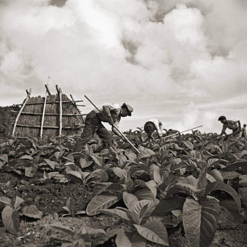 成年人,三个人,方图,黑白,室外,白天,农业,工作,田地,工人,摄影,波多黎各,年轻男性,年轻人,员工,烟草,匠人,劳动者,体力工