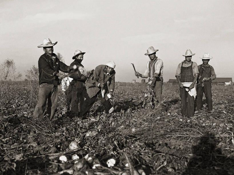 成年人,中年人,横图,黑白,室外,白天,留白,农业,美国,工作,田地,甜菜,工人,摄影,收获,加利福尼亚,民工,菾菜,中年男性,员工,匠人,劳动者,体力工,社会问题