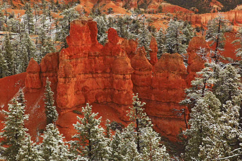 无人,横图,室外,白天,沙漠,松树,树,红色,摄影,岩层,糖粉,常绿树,犹他,布莱斯峡谷国家公园,岩石,彩图