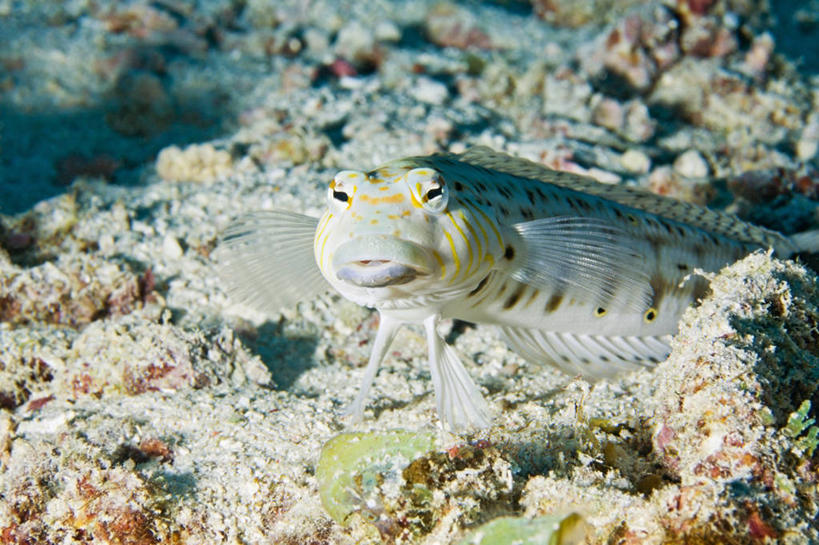 无人,横图,水下,海洋,野生动物,斐济,珊瑚,鱼类,无脊椎动物,白色,动物,摄影,热带气候,南太平洋,彩图,水肺潜水