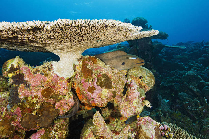 无人,横图,水下,海洋,热带鱼,马尔代夫,珊瑚,鱼类,无脊椎动物,动物,摄影,隐藏,热带气候,印度洋,咸水鳗,暗礁,彩图,水肺潜水