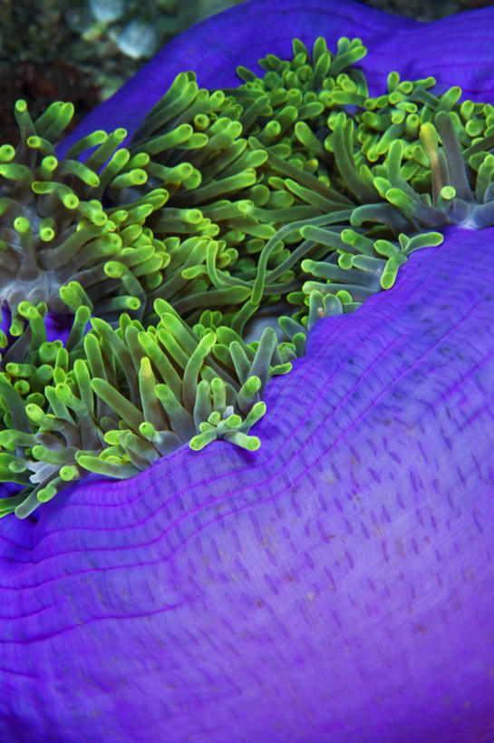 无人,竖图,特写,微距,水下,海洋,海葵,马尔代夫,触须,绿色,紫色,摄影,热带气候,印度洋,彩图