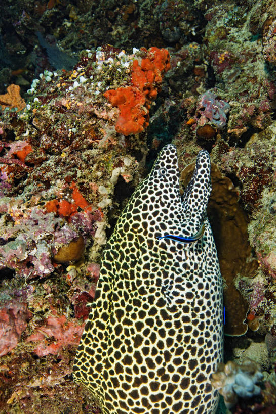 无人,竖图,水下,海洋,热带鱼,野生动物,马尔代夫,珊瑚,斑点,无脊椎动物,动物,摄影,热带气候,印度洋,机敏,咸水鳗,彩图,水肺潜水