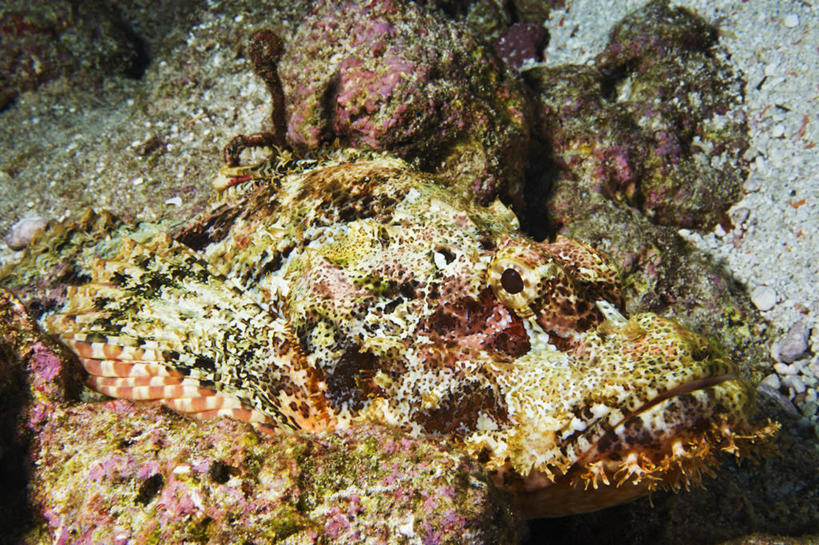 无人,横图,水下,海洋,马尔代夫,鱼类,摄影,热带气候,印度洋,伪装,危险,彩图,水肺潜水