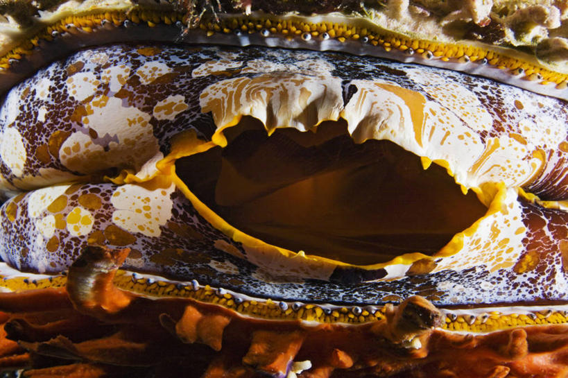 无人,横图,特写,微距,水下,海洋,马尔代夫,橙色,摄影,热带气候,印度洋,甲壳动物,彩图,水肺潜水