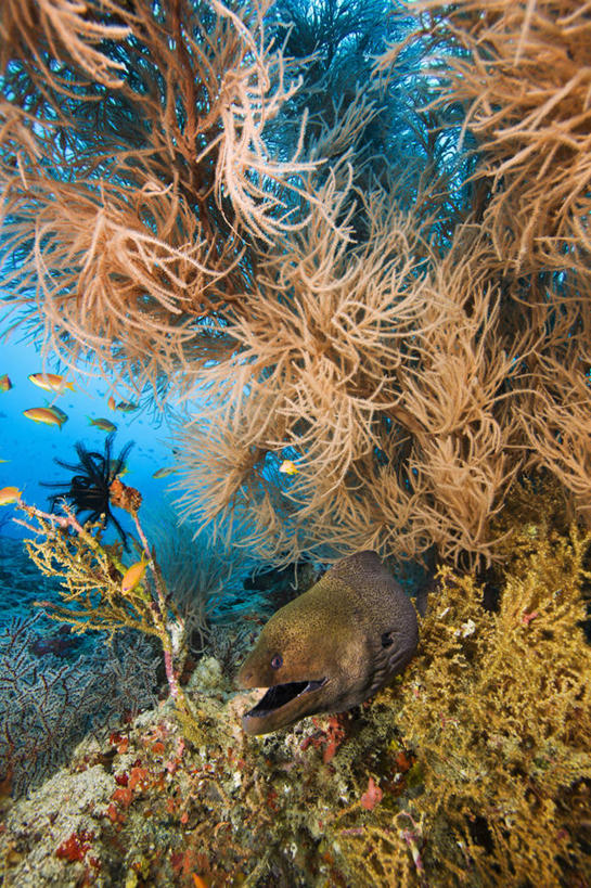 无人,竖图,水下,海洋,热带鱼,羽毛,马尔代夫,鱼类,摄影,热带气候,印度洋,咸水鳗,彩图,水肺潜水