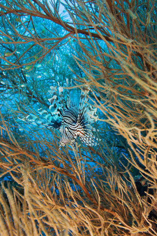 无人,竖图,水下,海洋,热带鱼,野生动物,马尔代夫,珊瑚,鱼类,无脊椎动物,动物,摄影,热带气候,印度洋,伪装,蓑鲉,危险,彩图,水肺潜水