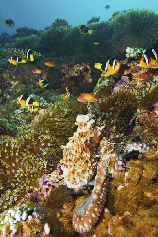 海鲜,无人,竖图,水下,海洋,章鱼,马尔代夫,触须,水产,鱼类,海洋生物,摄影,石吸,死牛,望潮,坐蛸,热带气候,印度洋,水生动物,海产品,水生物,伪装,海底动物,石居,八爪鱼,彩图,水肺潜水