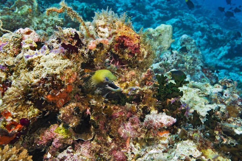 无人,横图,水下,海洋,热带鱼,野生动物,马尔代夫,生气,珊瑚,鱼类,无脊椎动物,动物,愤怒,摄影,恼怒,热带气候,印度洋,愤慨,怒气,气愤,发怒,怒火,情绪,脾气,忿怒,怨恨,强烈,咸水鳗,气忿,愤恨,肝火,激动,彩图,水肺潜水