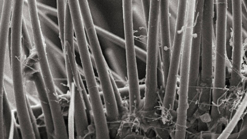 无人,横图,黑白,仪器,检查,反射,分析,科学,昆虫,显微镜,观察,清晰,探索,摄影,放大,观看,仔细,死亡,透镜,凸透镜,聚焦,关注,甲虫,节肢动物,光学,清楚,扫描电镜,扫描电子显微镜