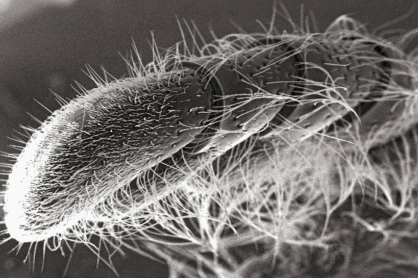 无人,横图,黑白,仪器,检查,反射,分析,科学,昆虫,显微镜,观察,清晰,探索,摄影,放大,观看,仔细,死亡,透镜,凸透镜,聚焦,关注,甲虫,节肢动物,光学,清楚,鞭毛,扫描电镜,扫描电子显微镜