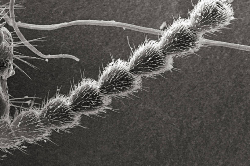 无人,横图,黑白,仪器,检查,反射,分析,科学,昆虫,显微镜,观察,清晰,探索,摄影,放大,观看,仔细,死亡,透镜,凸透镜,聚焦,关注,节肢动物,亚特兰大,光学,清楚,白蚁,扫描电镜,扫描电子显微镜