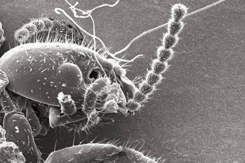 无人,横图,黑白,仪器,检查,反射,分析,科学,昆虫,显微镜,观察,清晰,探索,摄影,放大,观看,仔细,死亡,透镜,凸透镜,聚焦,关注,节肢动物,亚特兰大,光学,清楚,白蚁,复眼,扫描电镜,扫描电子显微镜