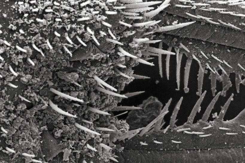 无人,横图,黑白,仪器,检查,反射,分析,科学,捕食,昆虫,显微镜,观察,清晰,探索,摄影,放大,观看,仔细,死亡,透镜,凸透镜,聚焦,关注,节肢动物,光学,清楚,蚁狮,扫描电镜,扫描电子显微镜